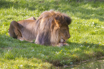 Lion on a meadow gnawing on a bone