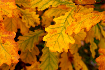 Oak autumn leaves background
