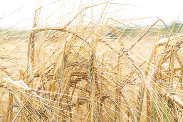 Ripe yellow ears of wheat against the sky