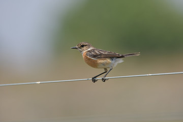 Lerche im Marivale Nature Reserve Südafrika