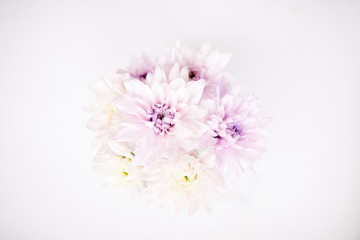 Overview of white dahlia bunch with lilac centers that can be used as background