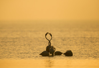Greater Flamingos at Asker coast, Bahrain 