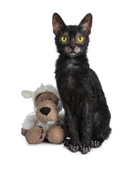 Adorable black Lykoi cat kitten girl sitting beside a faux fur wolf dressed in sheep clothing...