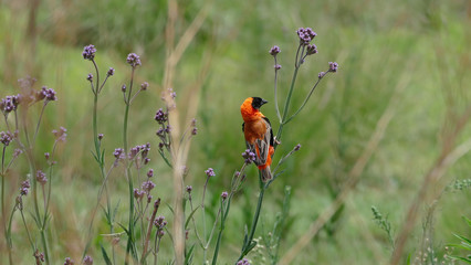 Oryxweber im Marievale Nature Reserve Südafrika