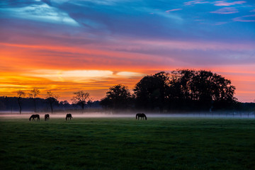 Pferde auf der Wiese beim Sonnenuntergang mit Nebel