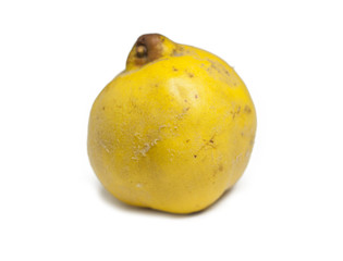 sweet yellow quince