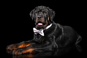 Young Rottweiler puppy in a bow tie