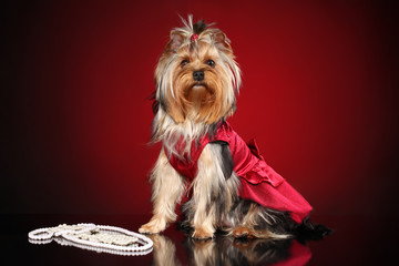 Fashionable Yorkshire terrier. dog fashion