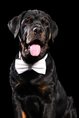 Obraz premium Young Rottweiler puppy in a bow tie