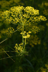 dill - odorous, annual, herbaceous plant with straight stem
