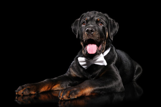 Young Rottweiler in a bow tie on a dark background