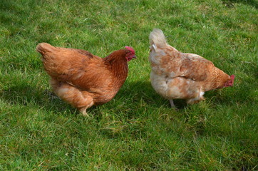 zwei Legehennen