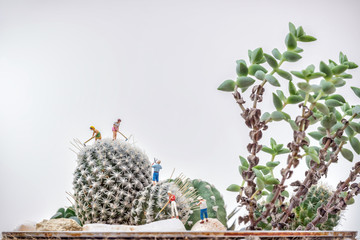 Miniature gardeners working at a cactus garden