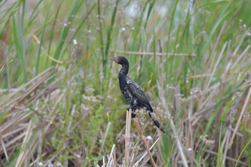 Komoran im Marivale Nature Reserve