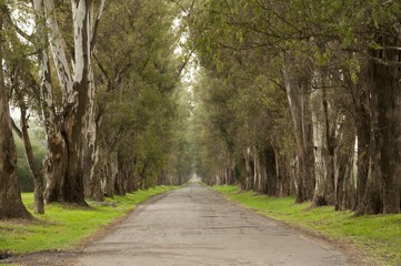 trees pathway