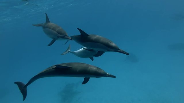 Mating of Spinner Dolphins - Stenella longirostris  