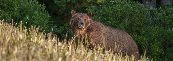 Grizzly bear in a protected area