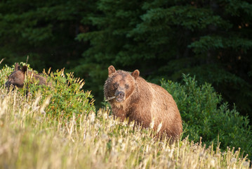 Grizzly bear in a protected area