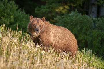 Grizzly bear in a protected area