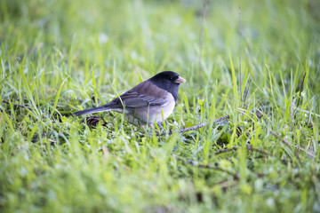 bird on the grass