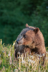 Fototapeta premium Grizzly bear in a protected area