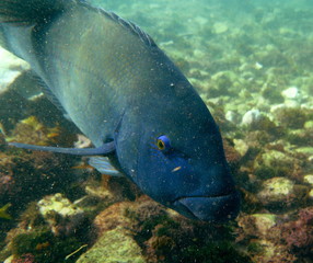 Fototapeta premium Eastern Blue Groper (Achoerodus viridis), Sydney, Australia