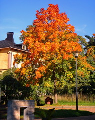 Obraz premium autumn maple trees in fall city park