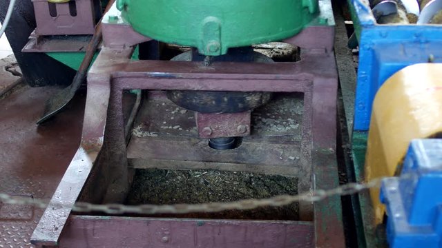 Production for the processing of rapeseed oilseeds and the production of rapeseed oil, the work of the roaster, the shafts of the roaster stir the crushed rape, rapeseed