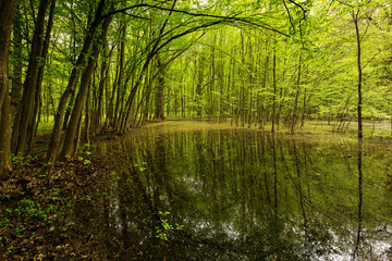 Landscape with beautiful green forest with water full of leafs in background