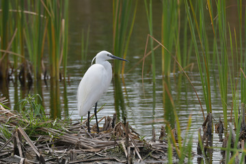 Seidenreiher Marievale Nature Reserve Südafrika