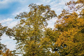 yellow tree in autumn
