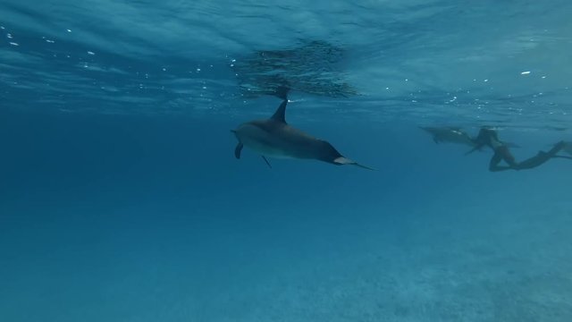 Group of tourist look at on a pod of Spinner dolphins - Stenella longirostris swims in the blue water. Underwater shot, Low-angle shot   