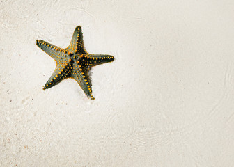 Starfish shell on beach