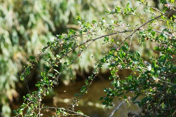 Lycium chinense / Chinese wolf berry