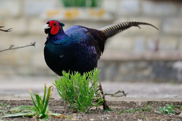 Portrait of a melanistic mutant pheasant in the garden