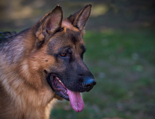 Portrait of German Shepherd