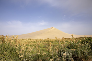 Naklejka premium Marshes landscape at oasis in Singing Sand Mountain, Taklamakan Desert, Dunhuang, China