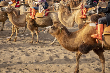 Camels at Singing Sand Mountain, Taklamakan Desert, Dunhuang, China