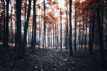 Gef&auml;rbtes Wald Panorama im Herbst