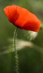Fototapeta premium Mohnblume im Abendlicht 