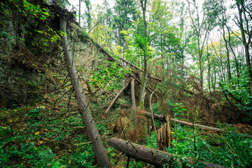 Natürlicher Bergwald mit umgestürzten Bäumen