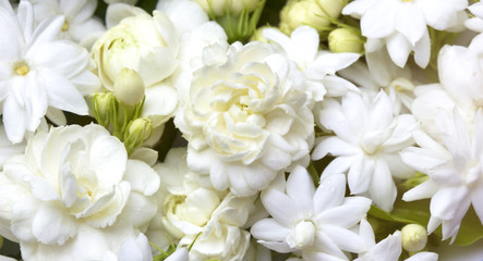 Naklejka premium Białe kwiaty jaśminu świeże kwiaty naturalne