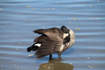 Goose Adjusting Feathers, William Hawrelak Park, Edmonton, Alberta
