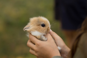 small brown with white rabbit in children's hands