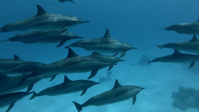 A pod of Spinner dolphins -  Stenella longirostris swims in the blue water over the sandy bottom