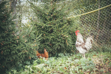 Rooster and chicken among firs on a farm in Russia
