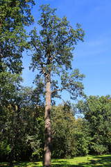 Old oak in autumn park 
