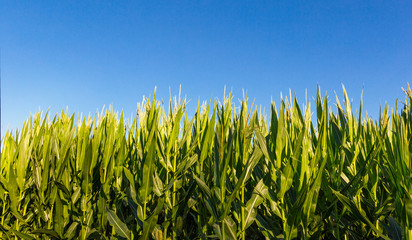 Corn Field Against a Blue Sky