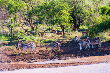 Fototapeta na wymiar Zebras and Antelopes by a Watering Hole