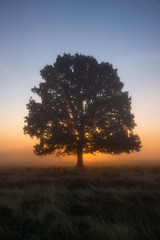 Fototapeta na wymiar Lone tree in Bushy Park at sunrise